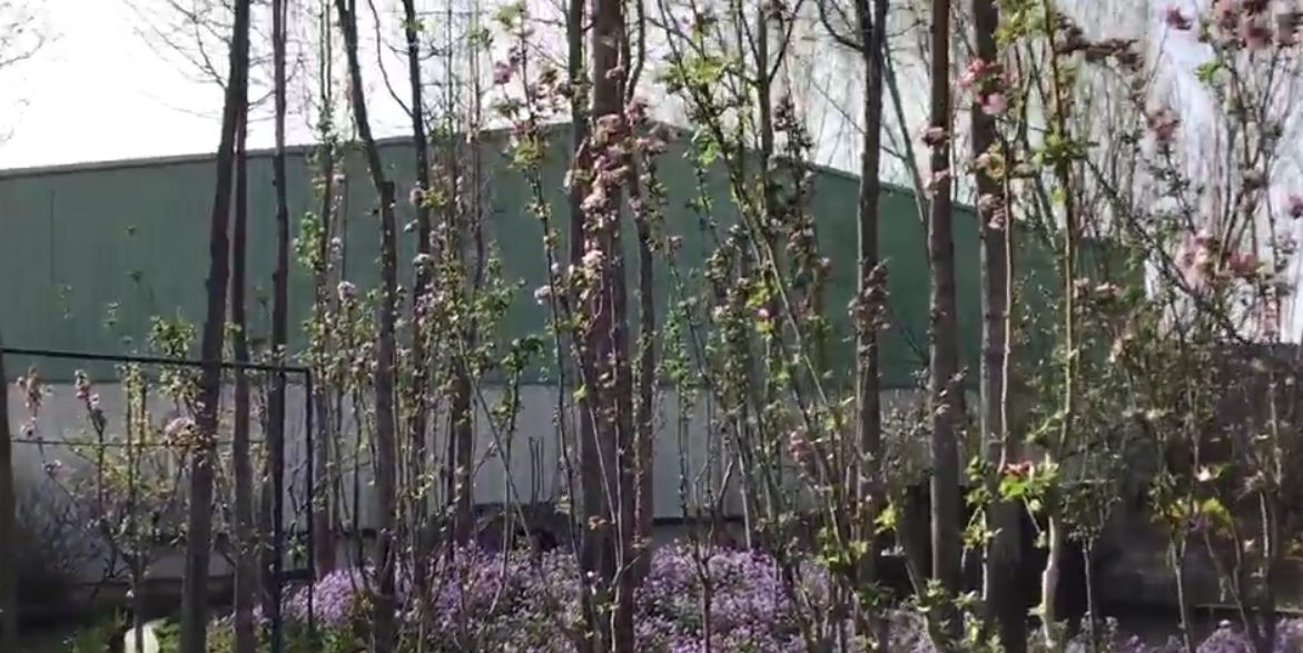Early Spring